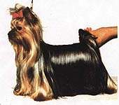 HANKY PANKY DE MAJODIAN